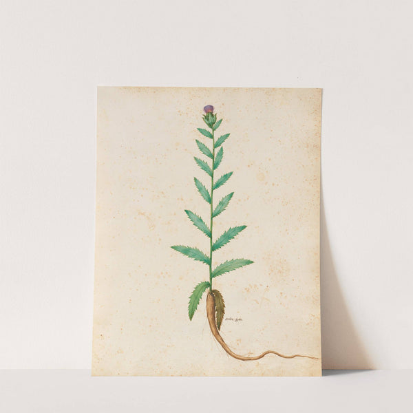 Piante varie Pl.20 by Giovanna Garzoni