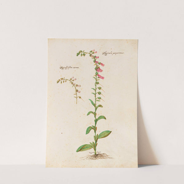 Piante varie Pl.21 by Giovanna Garzoni