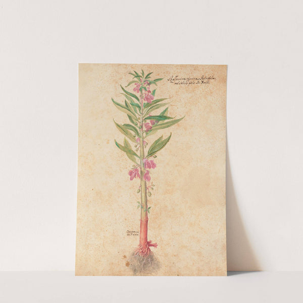 Piante varie Pl.22 by Giovanna Garzoni