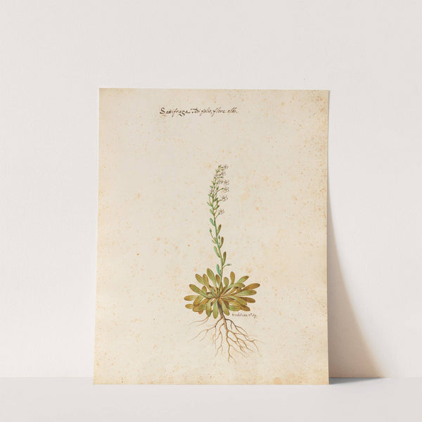 Piante varie Pl.23 by Giovanna Garzoni