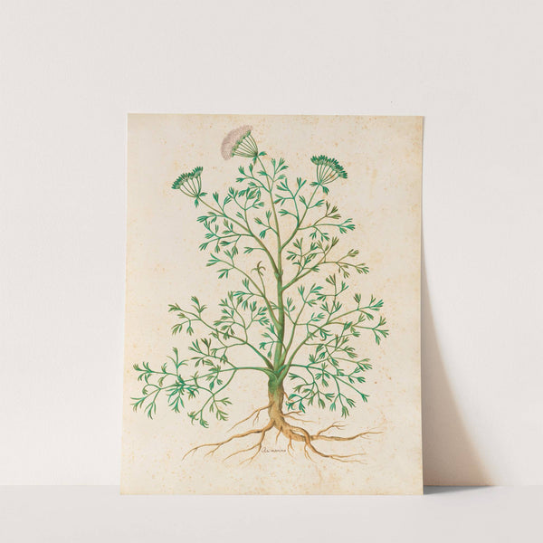 Piante varie Pl.26 by Giovanna Garzoni