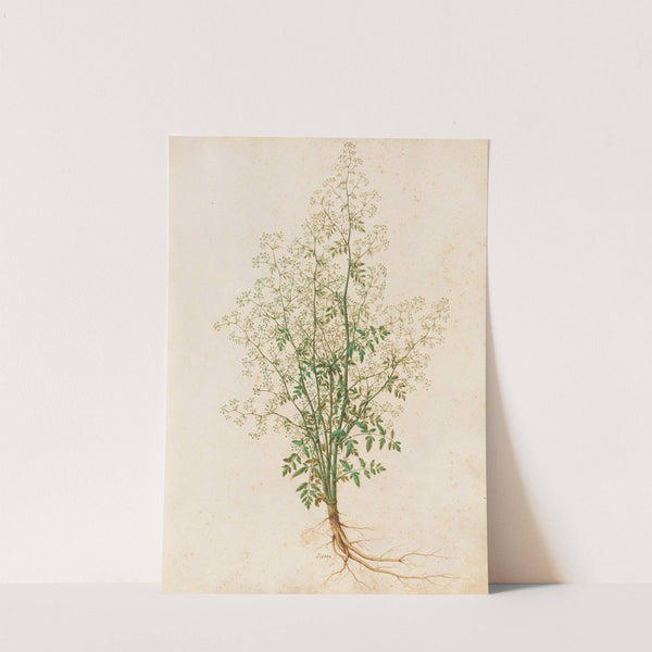 Piante varie Pl.28 by Giovanna Garzoni