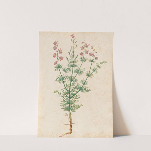 Piante varie Pl.30 (1650) by Giovanna Garzoni