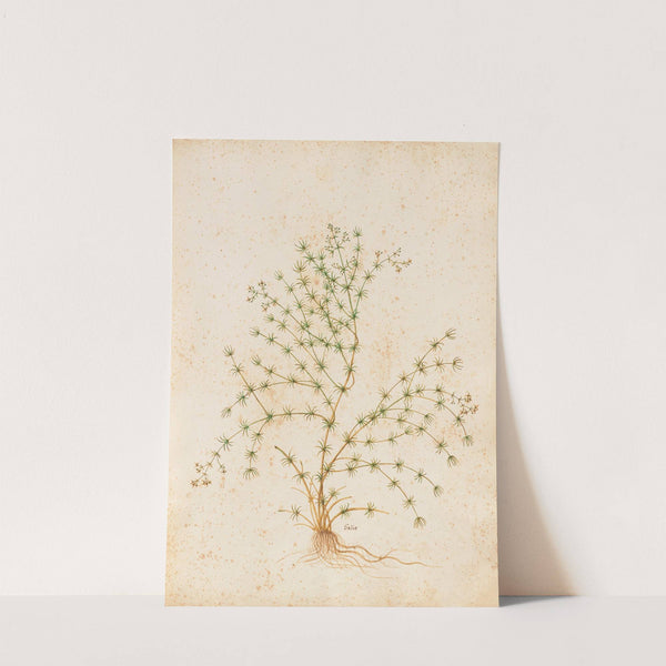 Piante varie Pl.31 by Giovanna Garzoni