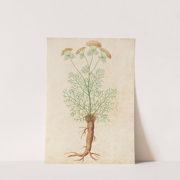 Piante varie Pl.32 by Giovanna Garzoni