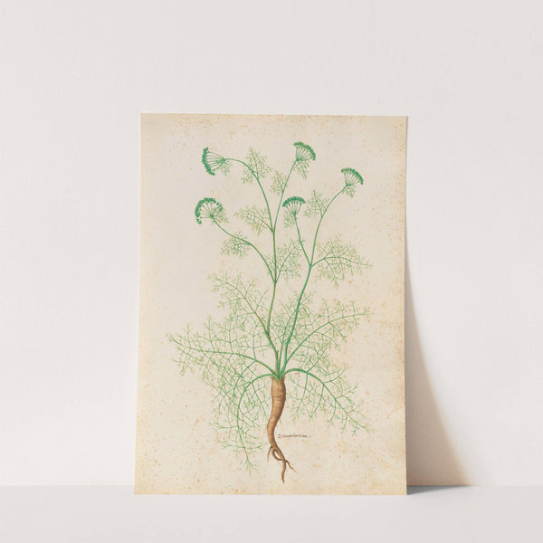 Piante varie Pl.33 by Giovanna Garzoni