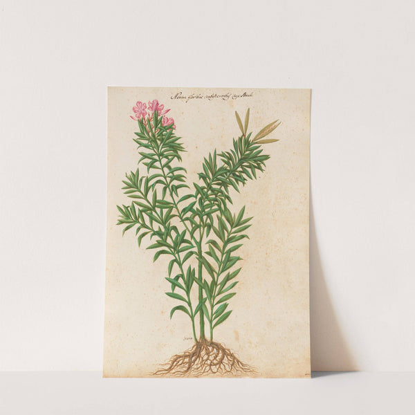 Piante varie Pl.34 by Giovanna Garzoni