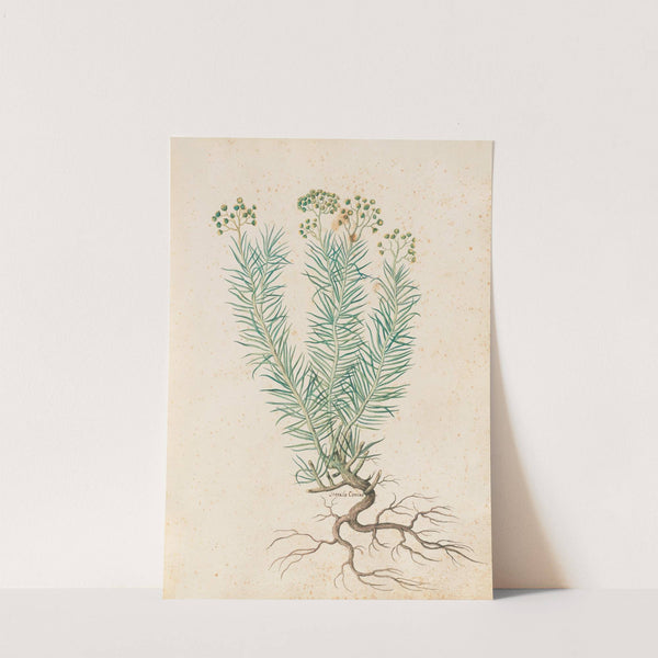 Piante varie Pl.35 by Giovanna Garzoni