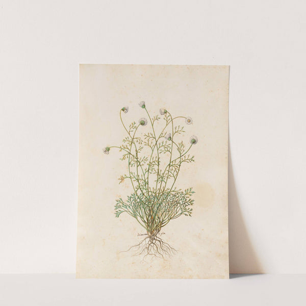 Piante varie Pl.36 by Giovanna Garzoni