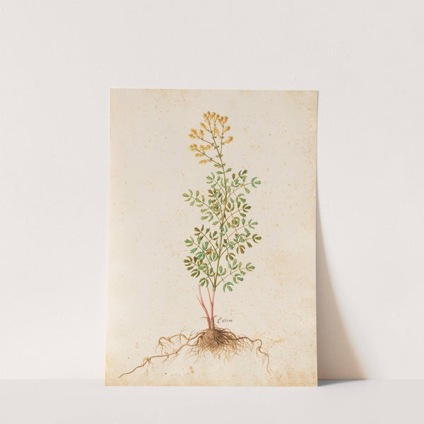 Piante varie Pl.37 by Giovanna Garzoni