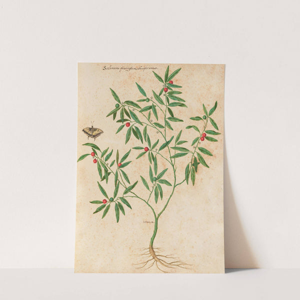 Piante varie Pl.38 (1650) by Giovanna Garzoni