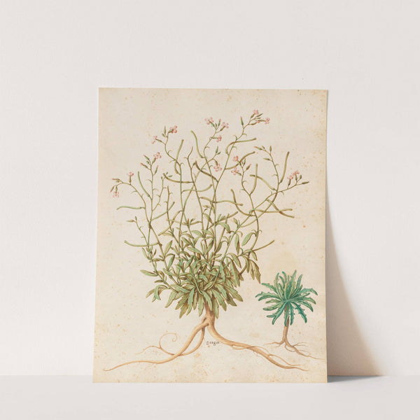 Piante varie Pl.40 by Giovanna Garzoni