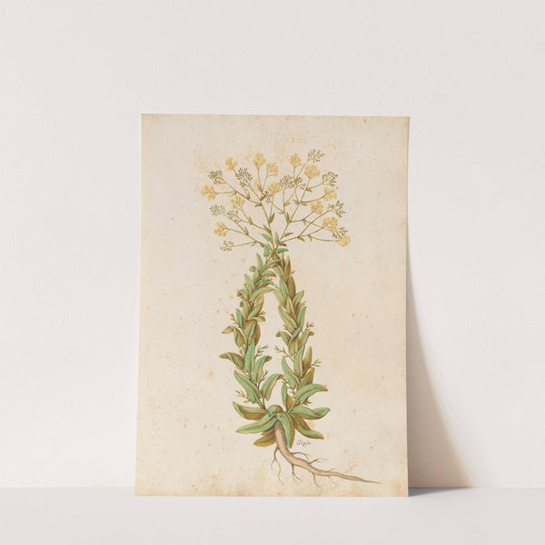 Piante varie Pl.41 by Giovanna Garzoni