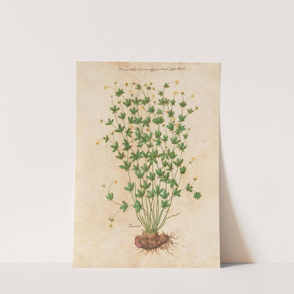 Piante varie Pl.42 by Giovanna Garzoni