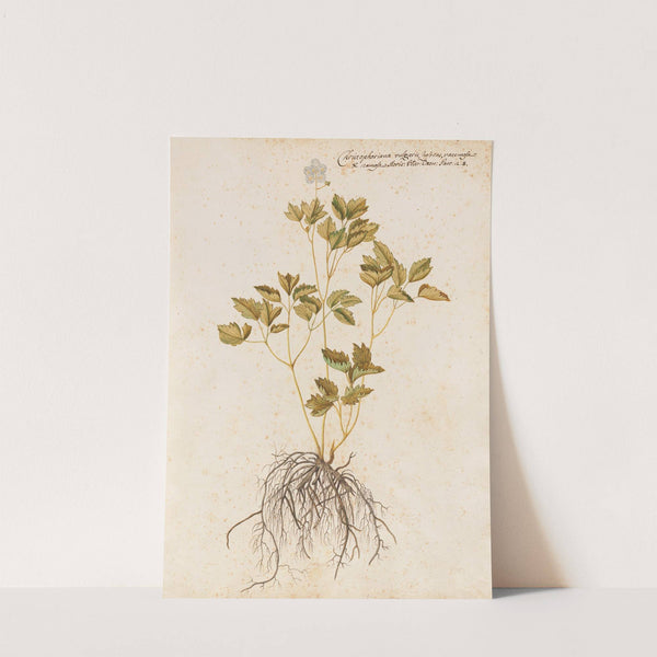 Piante varie Pl.43 by Giovanna Garzoni