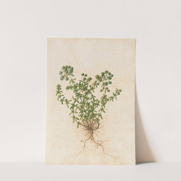 Piante varie Pl.44 by Giovanna Garzoni