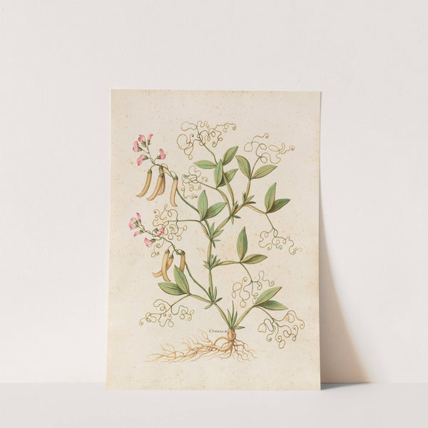 Piante varie Pl.46 by Giovanna Garzoni