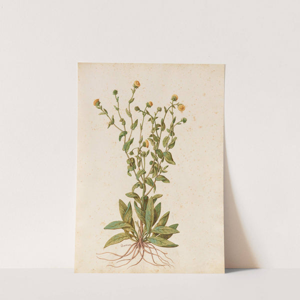 Piante varie Pl.47 by Giovanna Garzoni