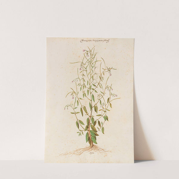 Piante varie Pl.48 by Giovanna Garzoni