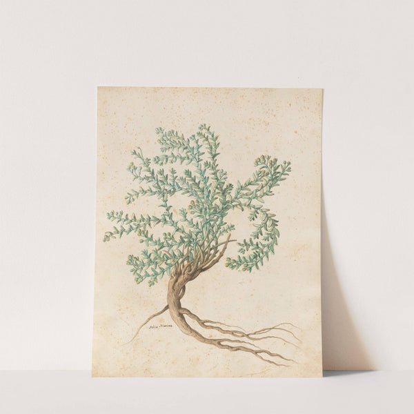 Piante varie Pl.49 by Giovanna Garzoni