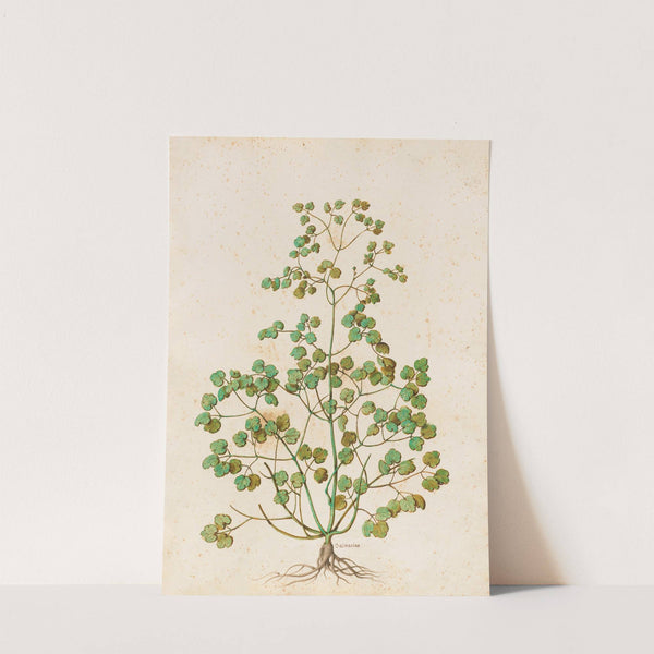 Piante varie Pl.50 by Giovanna Garzoni