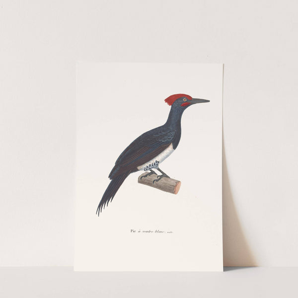 Pic A Ventre Blanc. by Coenraad Jacob Temminck