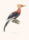 Pic Boié
