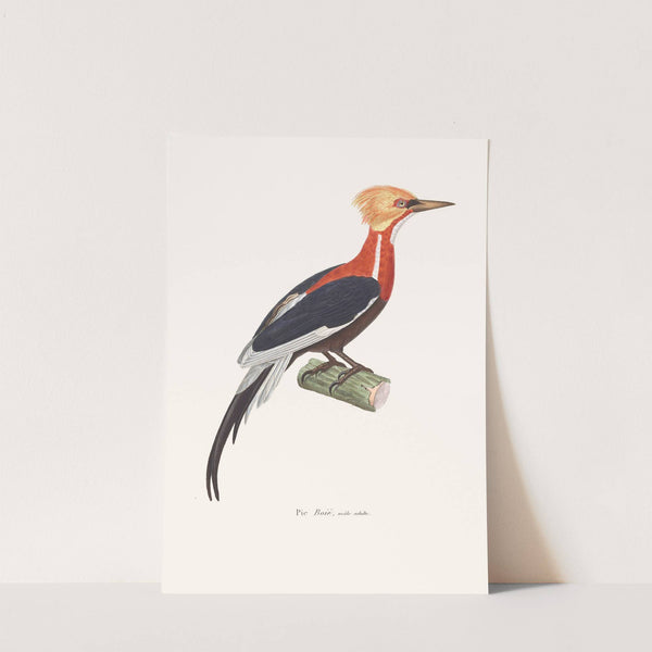 Pic Boié by Coenraad Jacob Temminck