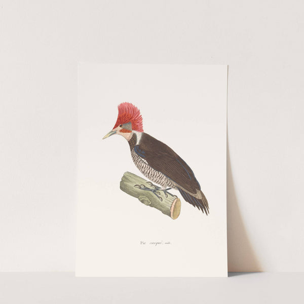 Pic Casqué by Coenraad Jacob Temminck