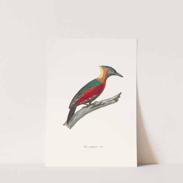 Pic Gorgeret by Coenraad Jacob Temminck