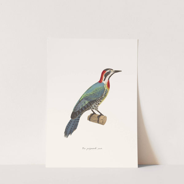 Pic Poignardé. by Coenraad Jacob Temminck