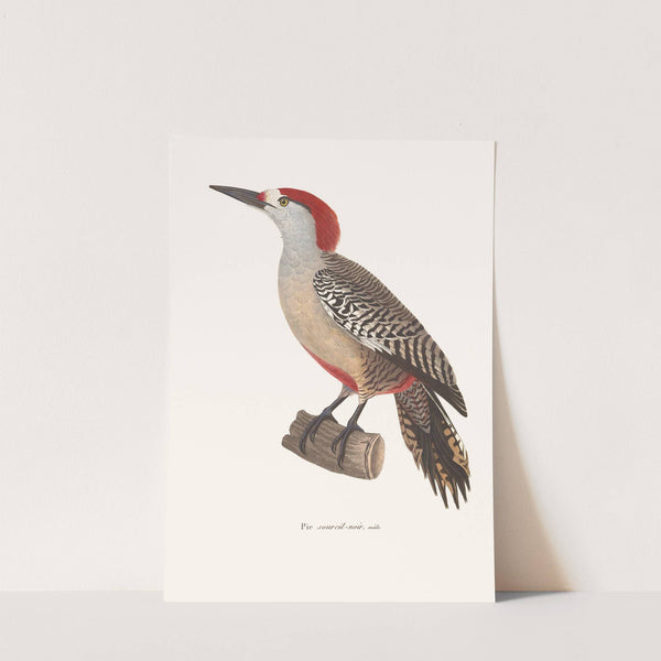 Pic Sourcil Noir by Coenraad Jacob Temminck