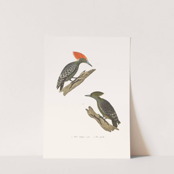 Pic Trapu by Coenraad Jacob Temminck