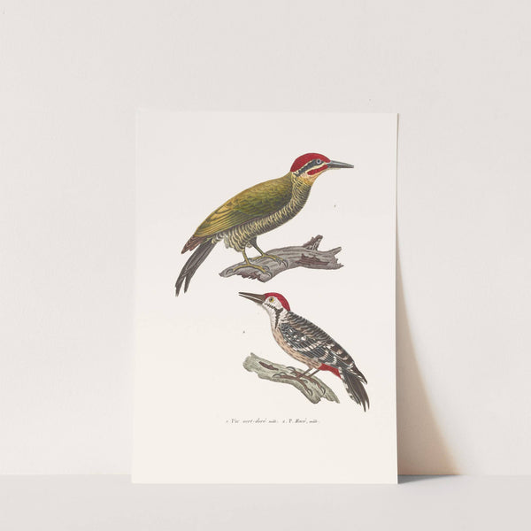 Pic Vert-Doré Ou Azara by Coenraad Jacob Temminck