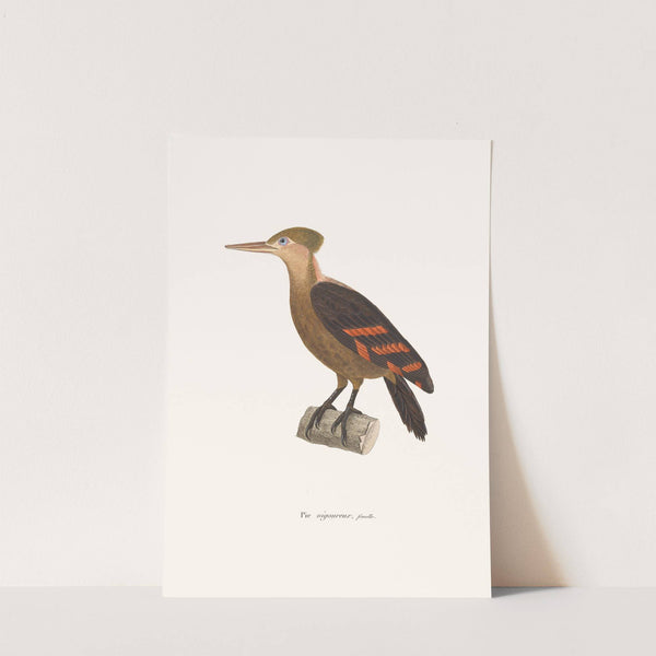 Pic Vigoureux Female by Coenraad Jacob Temminck