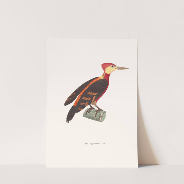 Pic Vigoureux Male by Coenraad Jacob Temminck