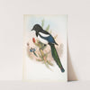 Pica caudata. Magpie. (1862-1873) by John Gould