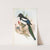 Pica caudata. Magpie. (1862-1873) by John Gould