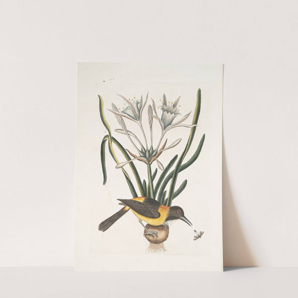 Pica luteo-nigra varia, The Yellow and Black Pye; Lilio-Narcissus Polianthus; Vespa Ichneumon coerulea. by Mark Catesby