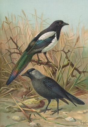 Pica pica, Lycus monedula