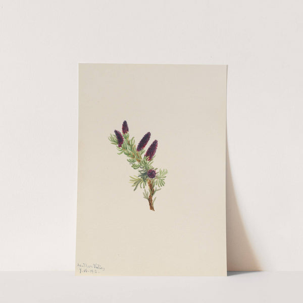 Picea engelmanni (1913) by Mary Vaux Walcott