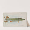 Pickerel (1889) by Allen & Ginter