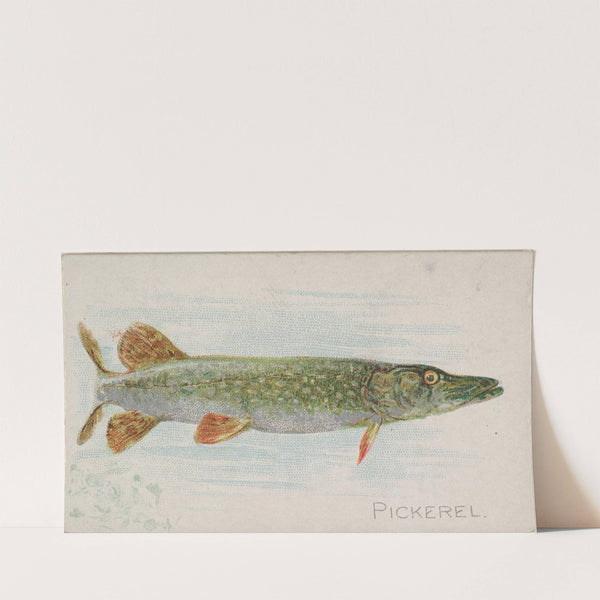 Pickerel (1889) by Allen & Ginter