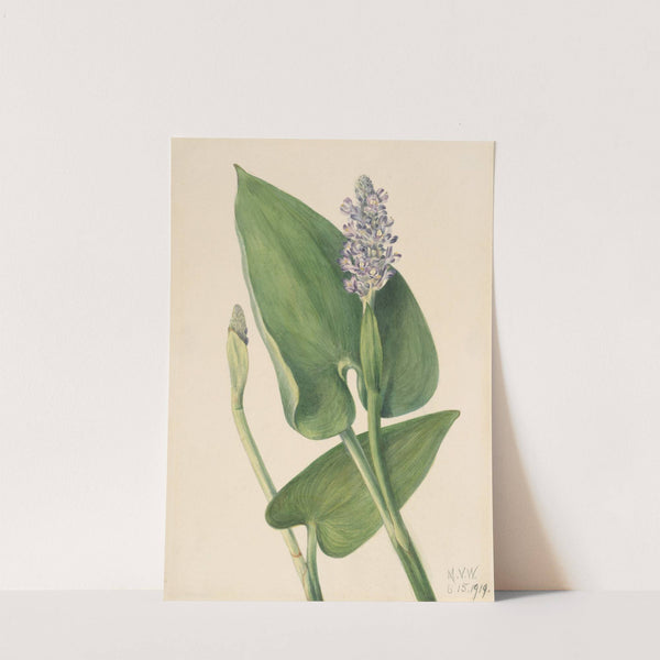 Pickerelweed (Pontederia cordata) (1919) by Mary Vaux Walcott