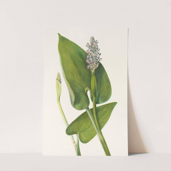 Pickerelweed. (Pontederia cordata) (1925) by Mary Vaux Walcott