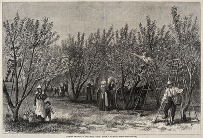 Picking Peaches in Delaware (c. 1878)