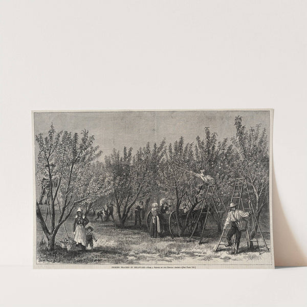 Picking Peaches in Delaware (c. 1878) by Winslow Homer