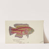 Pictilabrus laticlavius (Tas) : Wrasse (1868) by Frank Edward Clarke