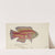 Pictilabrus laticlavius (Tas) : Wrasse (1868) by Frank Edward Clarke