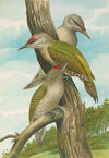 Picus canus